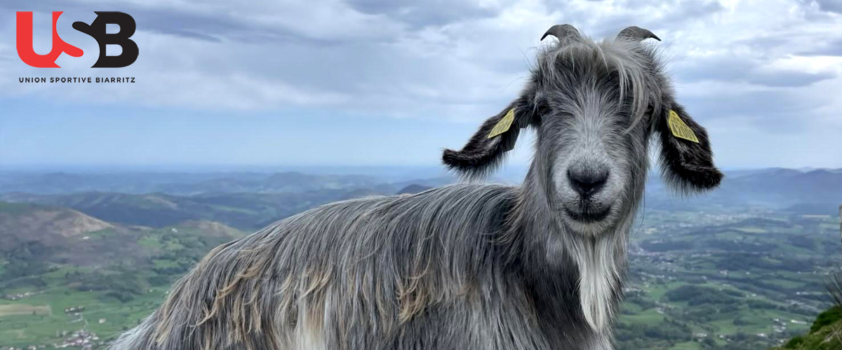 Joli et sympathique bouc, copain d'une randonnée de l'USB